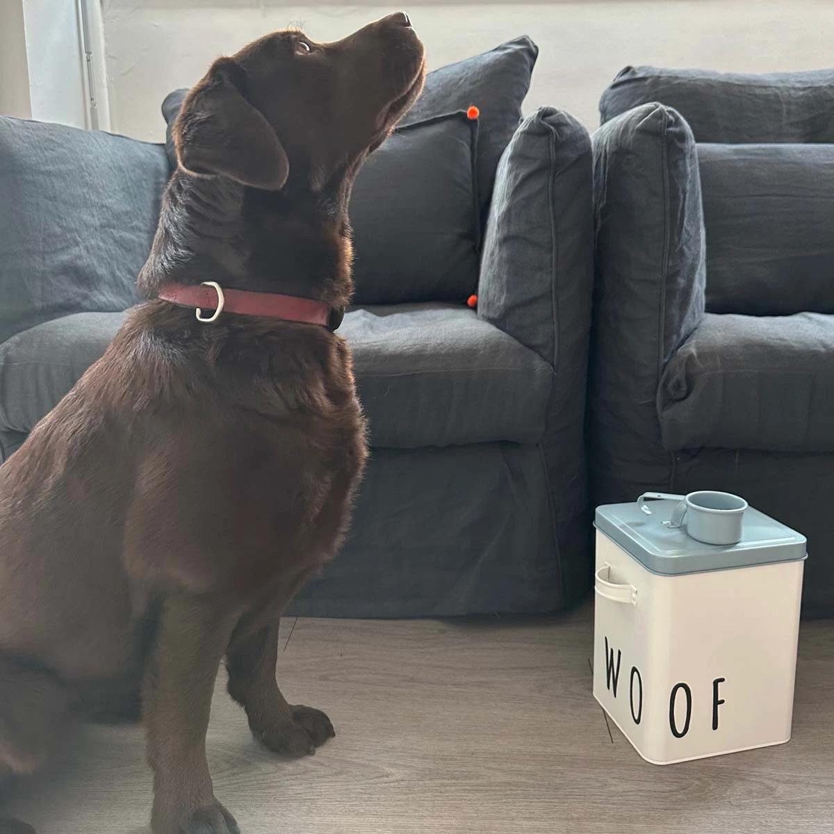 Boîte à Croquettes Pour Chien En Métal Avec Pelle – Image 6